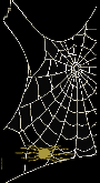 spider animation